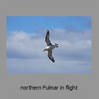 northern Fulmar in flight